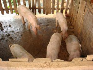 團良子自然村-生豬養殖