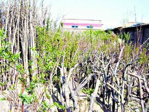 於管營村 於管營村