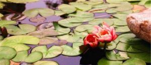 杏石溫泉度假村 杏石溫泉度假村