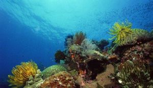 三亞國家級珊瑚礁自然保護區 三亞國家級珊瑚礁自然保護區