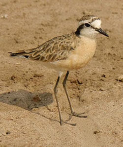 基氏沙鴴 基氏沙鴴