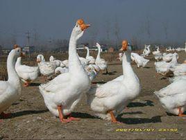 鵝副粘病毒病 鵝副粘病毒病