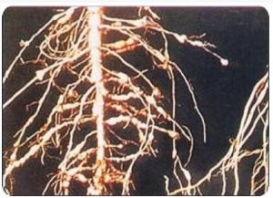 棉花根結線蟲病 棉花根結線蟲病