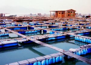 網箱養魚 網箱養魚