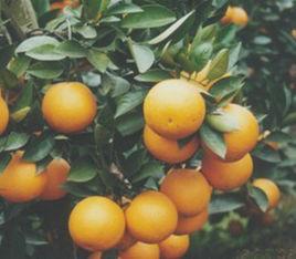 春橙一號 春橙一號
