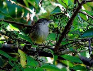 黃臀灰胸鵯 黃臀灰胸鵯