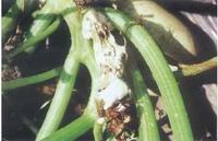 西葫蘆菌核病 西葫蘆菌核病