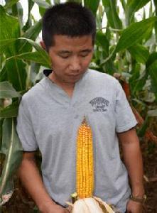 338玉米種 338玉米種