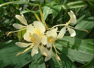 蘭花蕉屬 蘭花蕉屬