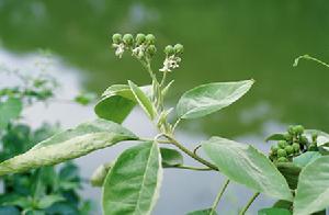 假菸葉樹 假菸葉樹