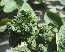 馬鈴薯帚頂病毒 馬鈴薯帚頂病毒