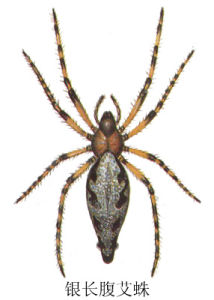 銀長腹艾蛛 銀長腹艾蛛