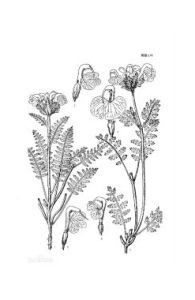 大海馬先蒿 大海馬先蒿