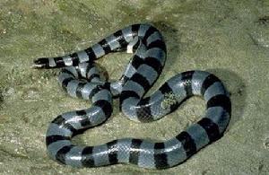 灰藍刻扁尾海蛇 灰藍刻扁尾海蛇