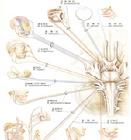 工業毒物中毒性周圍神經病