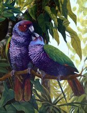 帝王亞馬遜鸚鵡 帝王亞馬遜鸚鵡