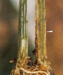 黃瓜枯萎病 黃瓜枯萎病