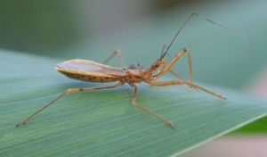 黑角嗯獵蝽 黑角嗯獵蝽