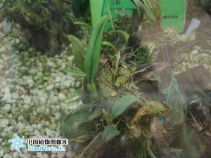 匍莖卷瓣蘭 匍莖卷瓣蘭