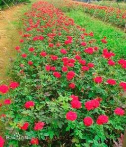 豐花月季 豐花月季