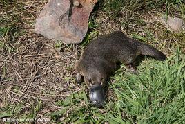 鴨嘴獸科 鴨嘴獸科