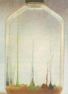 水中花園 水中花園