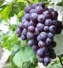 茶淀葡萄 茶淀葡萄
