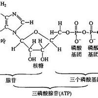 含氮浸出物 含氮浸出物