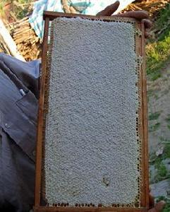 成熟蜂蜜 成熟蜂蜜