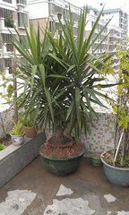 劍葉鐵樹 劍葉鐵樹