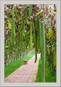 瓜熟蒂落 瓜熟蒂落