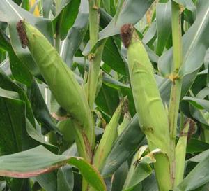 雅玉10號 雅玉10號