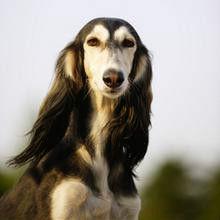 薩路基獵犬 薩路基獵犬