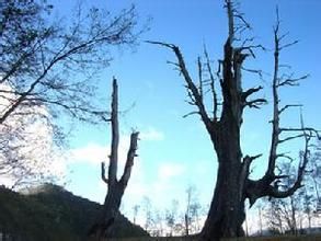 塔塔加夫妻神木 塔塔加夫妻神木