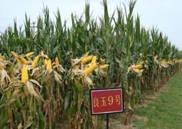 良玉9號 良玉9號