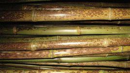 湘妃斑竹 湘妃斑竹