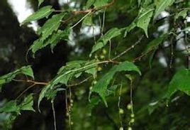 長序茶藨子 長序茶藨子