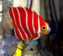 紅薄荷神仙魚 紅薄荷神仙魚