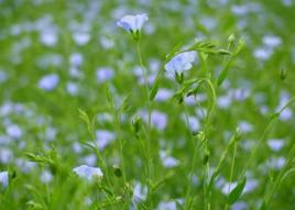 神池胡麻 神池胡麻
