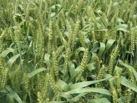 抗倒小麥 抗倒小麥