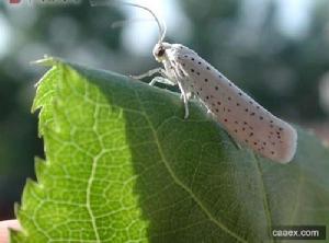 荔枝幹皮巢蛾成蟲圖
