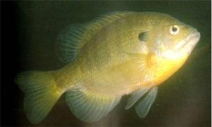 點太陽魚 點太陽魚