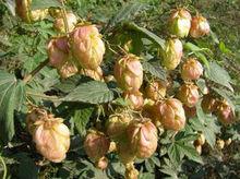 啤酒花[桑科葎草屬植物]