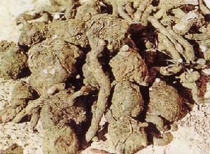 金陽白魔芋 金陽白魔芋