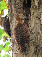 栗啄木鳥