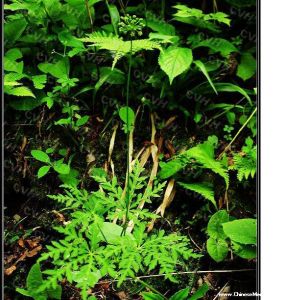 羽葉三七 羽葉三七