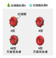 MN血型鑑定