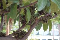 黃果豬母乳 黃果豬母乳