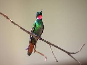 狹尾翠蜂鳥 狹尾翠蜂鳥