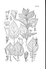 麗江鈴子香 麗江鈴子香